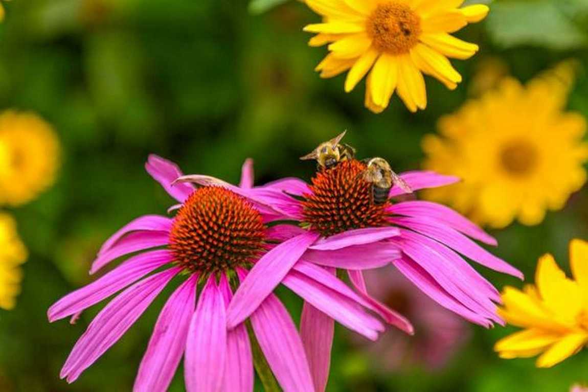 mcdowell nature center photo 5