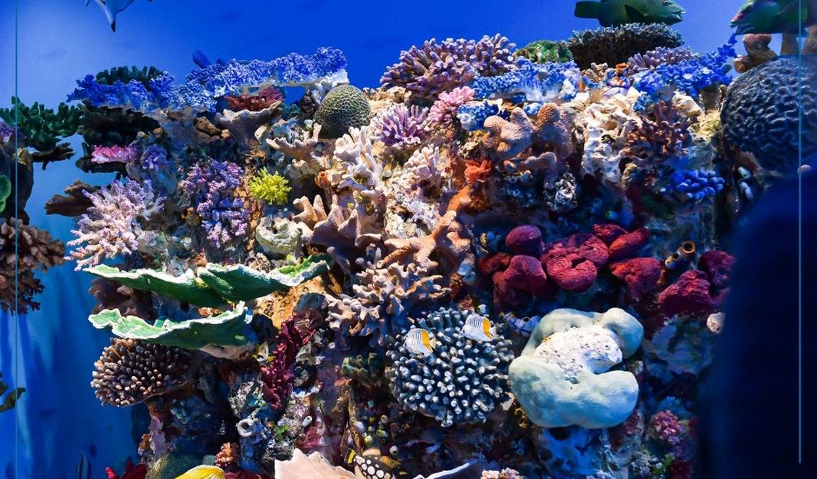 stuttgart state museum of natural history photo 4