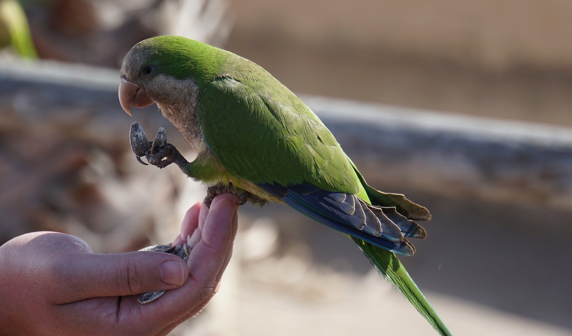 vogelpark maria veen photo 5