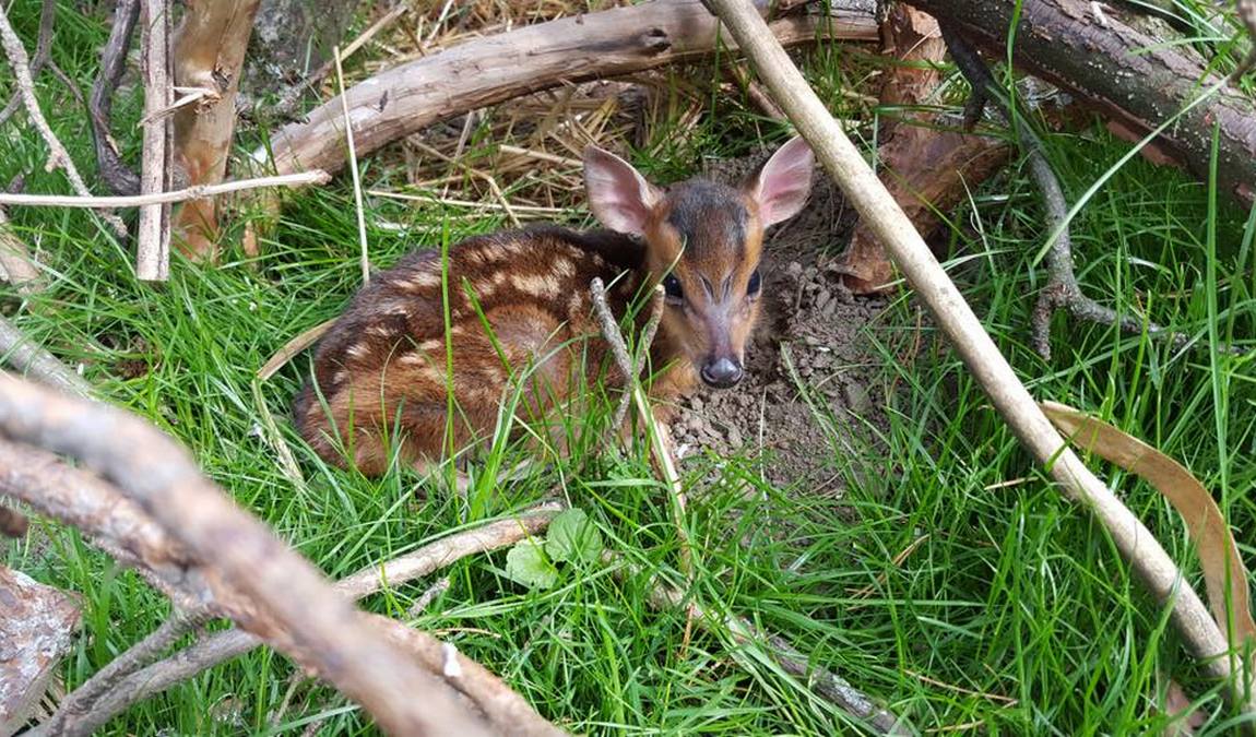 herborn gmbh zoo photo 7