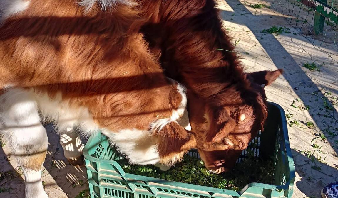 granja escuela cuna espartinas photo 6