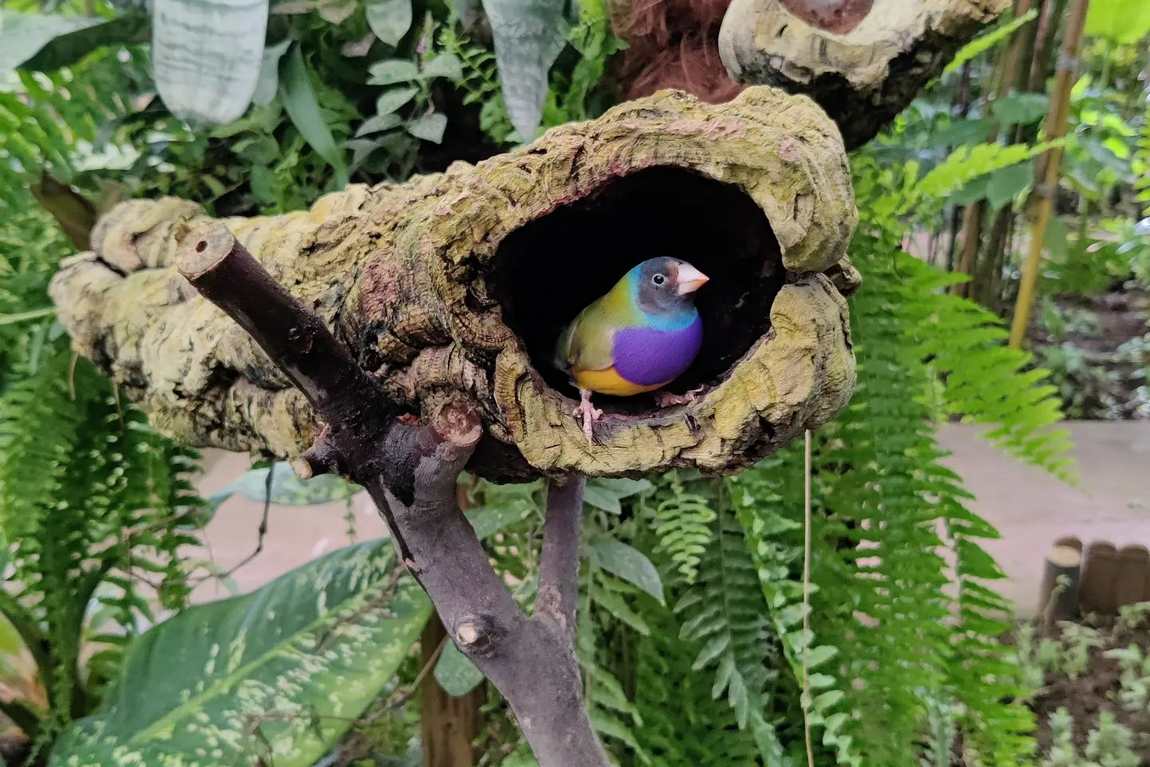 butterfly park of benalmadena photo 3