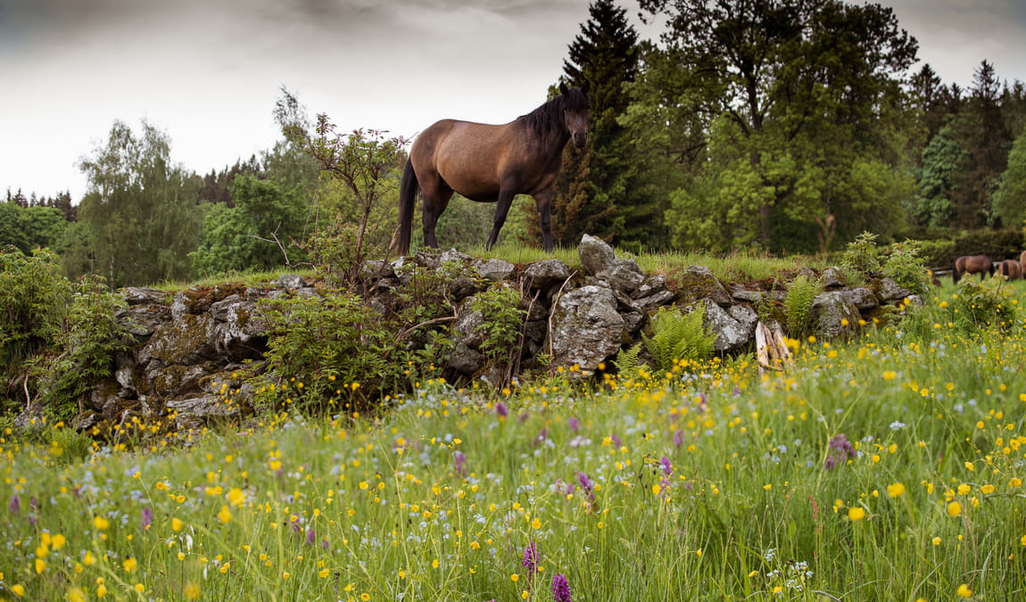 toulcuv dvur photo 5