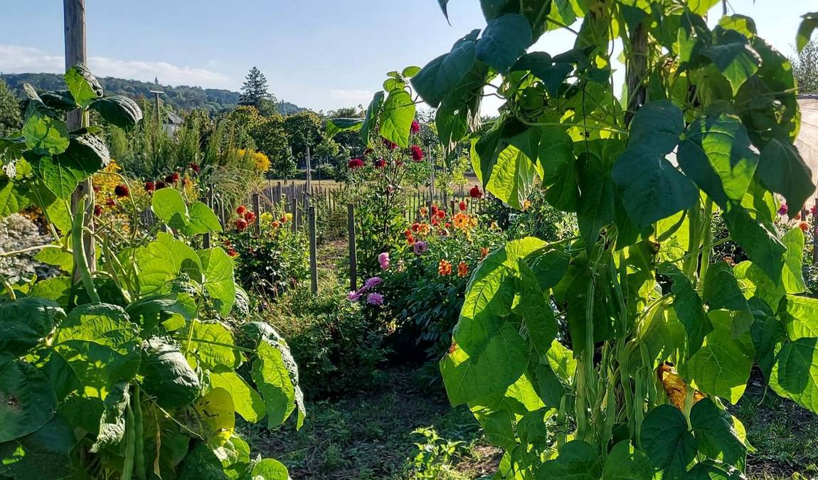 bonn botanical gardens photo 6