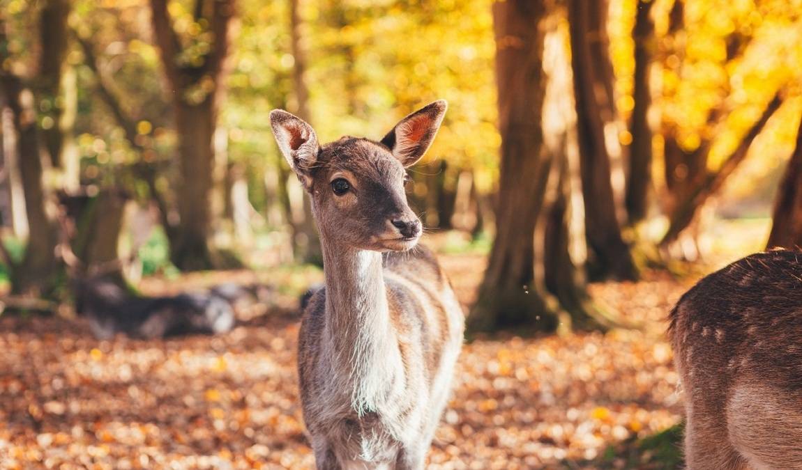 wildpark venusberg photo 2