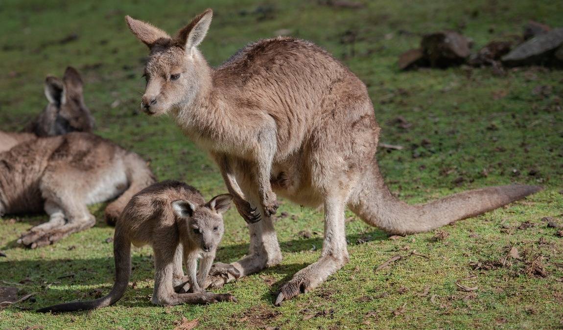 wildpark schwentinental photo 3