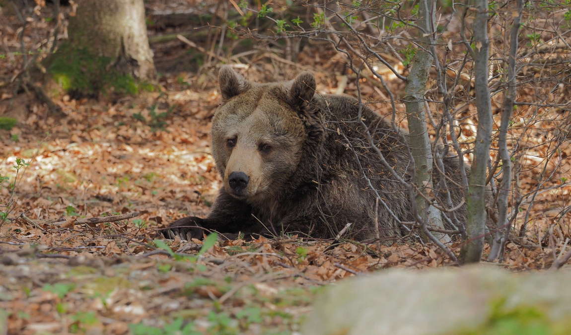 barenwald arbesbach photo 1
