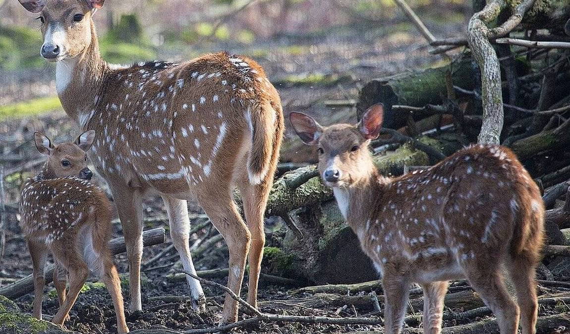 wildpark pforzheim photo 3