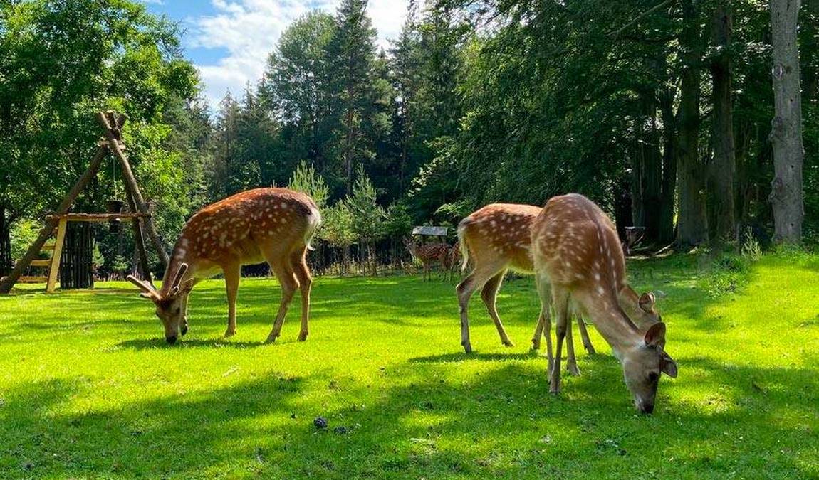 obora linhart photo 5