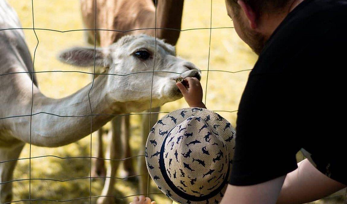 wild & adventure park ferleiten photo 2