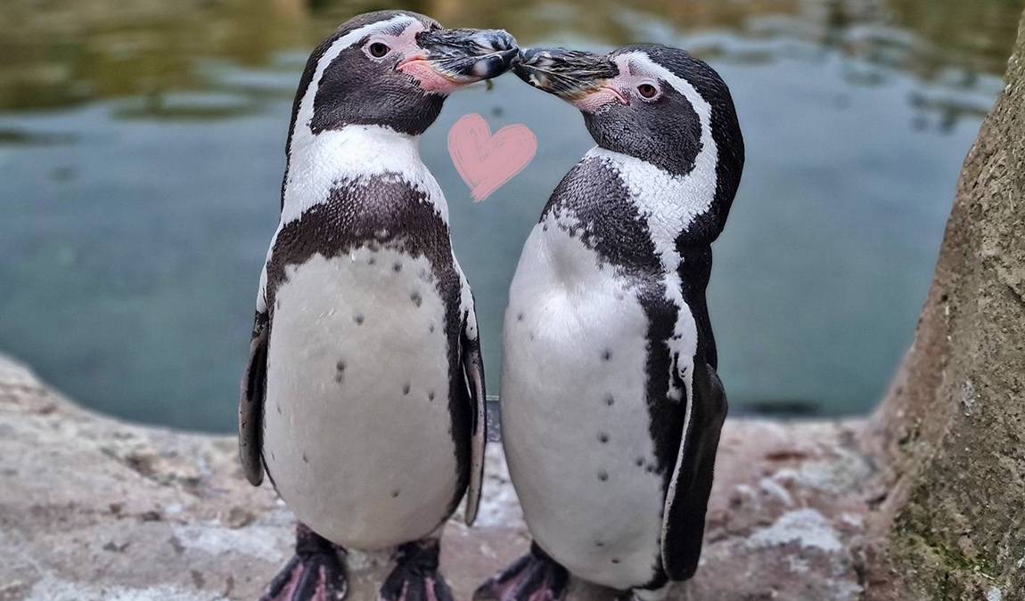 vogelpark marlow photo 5