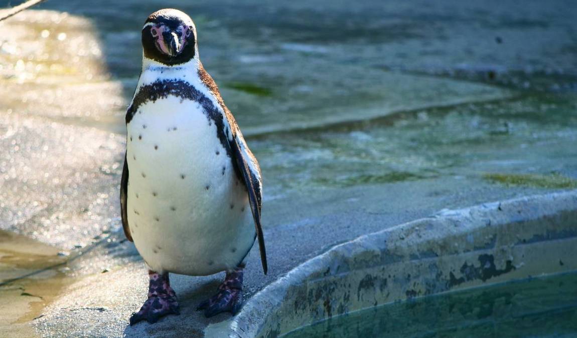 saarbrücken zoo photo 5