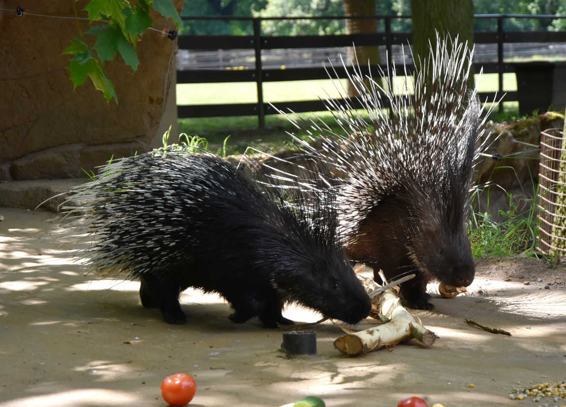 chomutov zoo photo 4