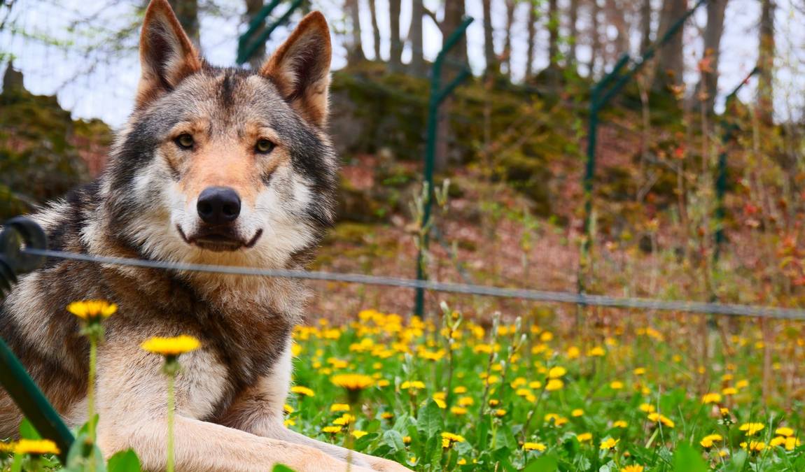 wildpark hundshaupten photo 2