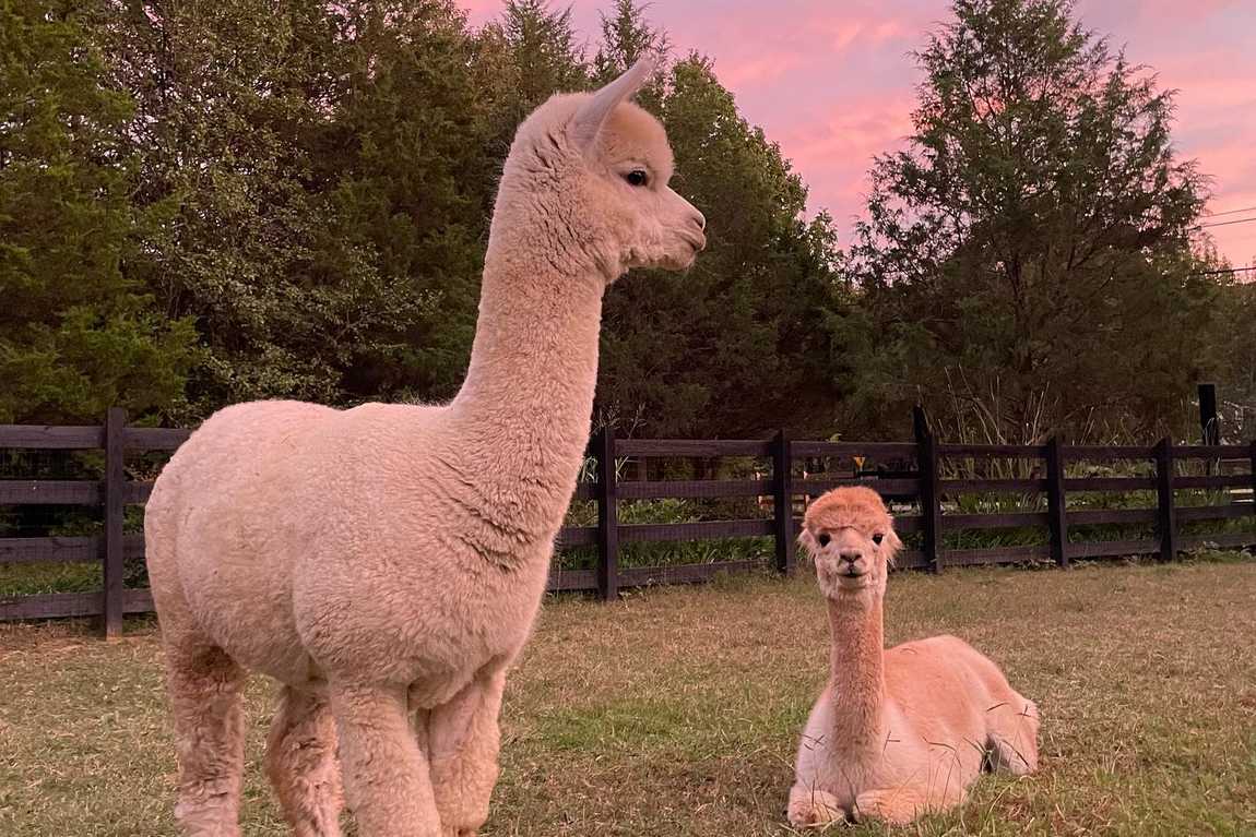 farm and fleece alpaca ranch photo 2