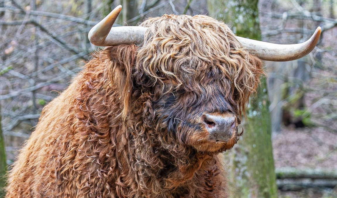 tierpark stadt haag photo 2