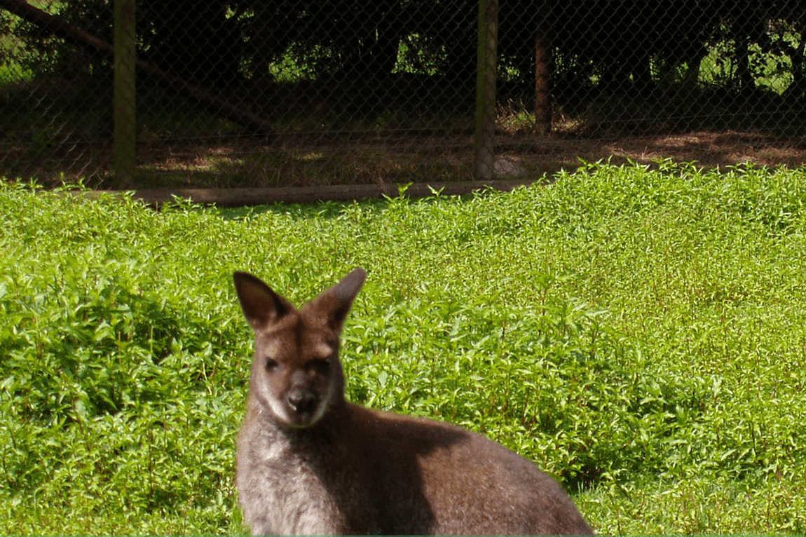 ludwigslust zoo photo 1