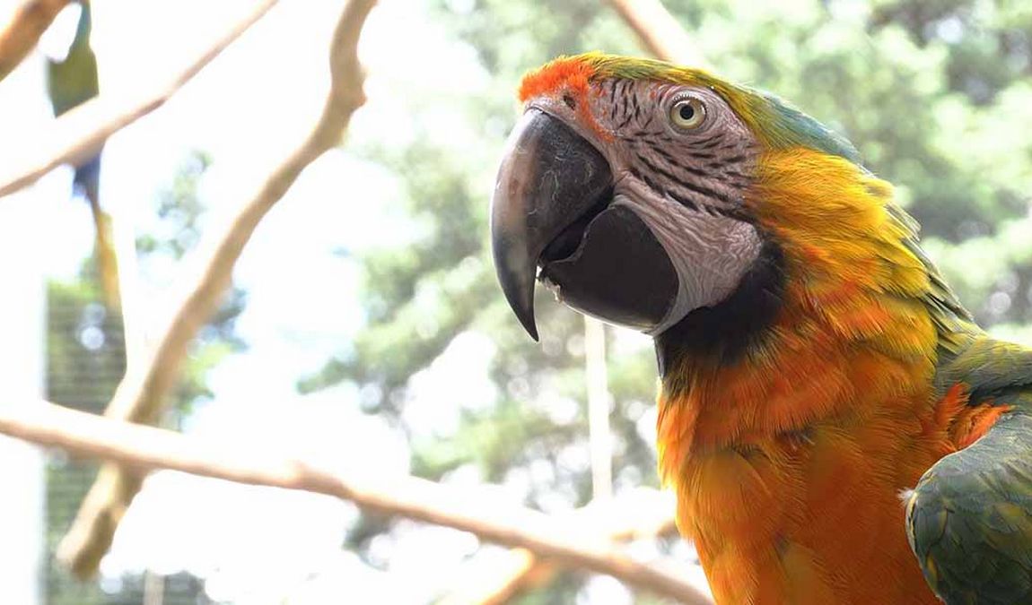 vogelburg weilrod photo 6