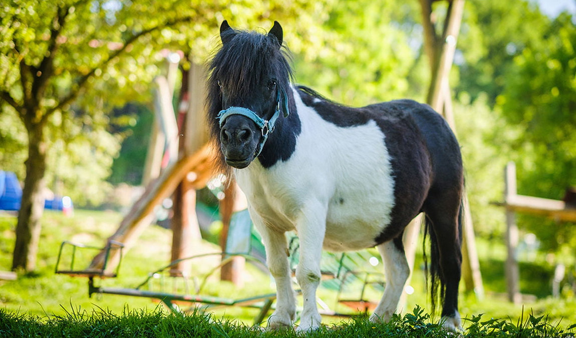 wildpark hochriess photo 1