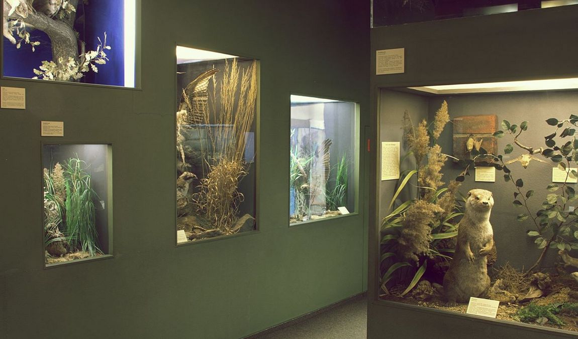 natural history museum photo 3