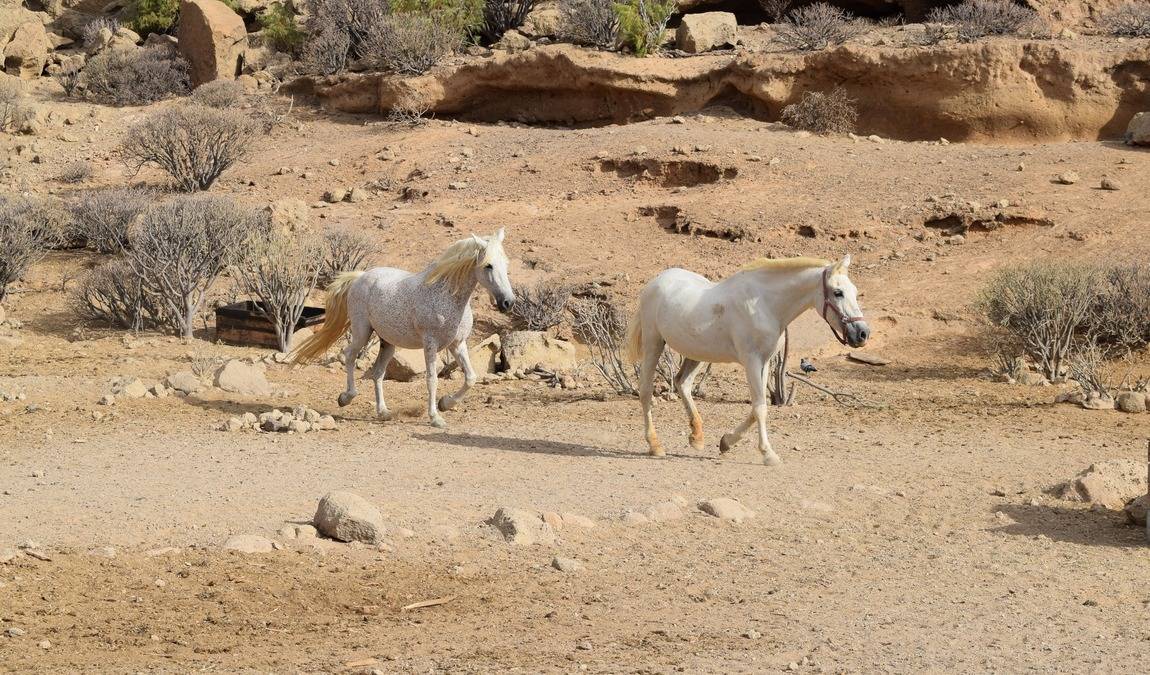tenerife horse rescue photo 3