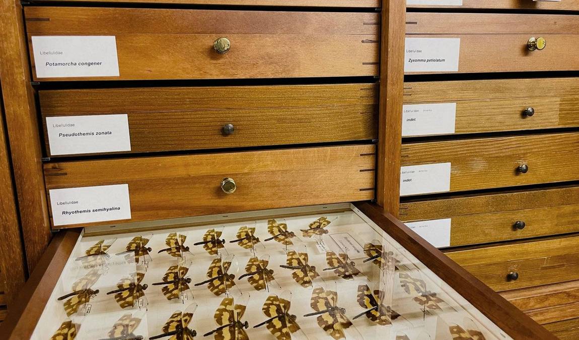 stuttgart state museum of natural history photo 5