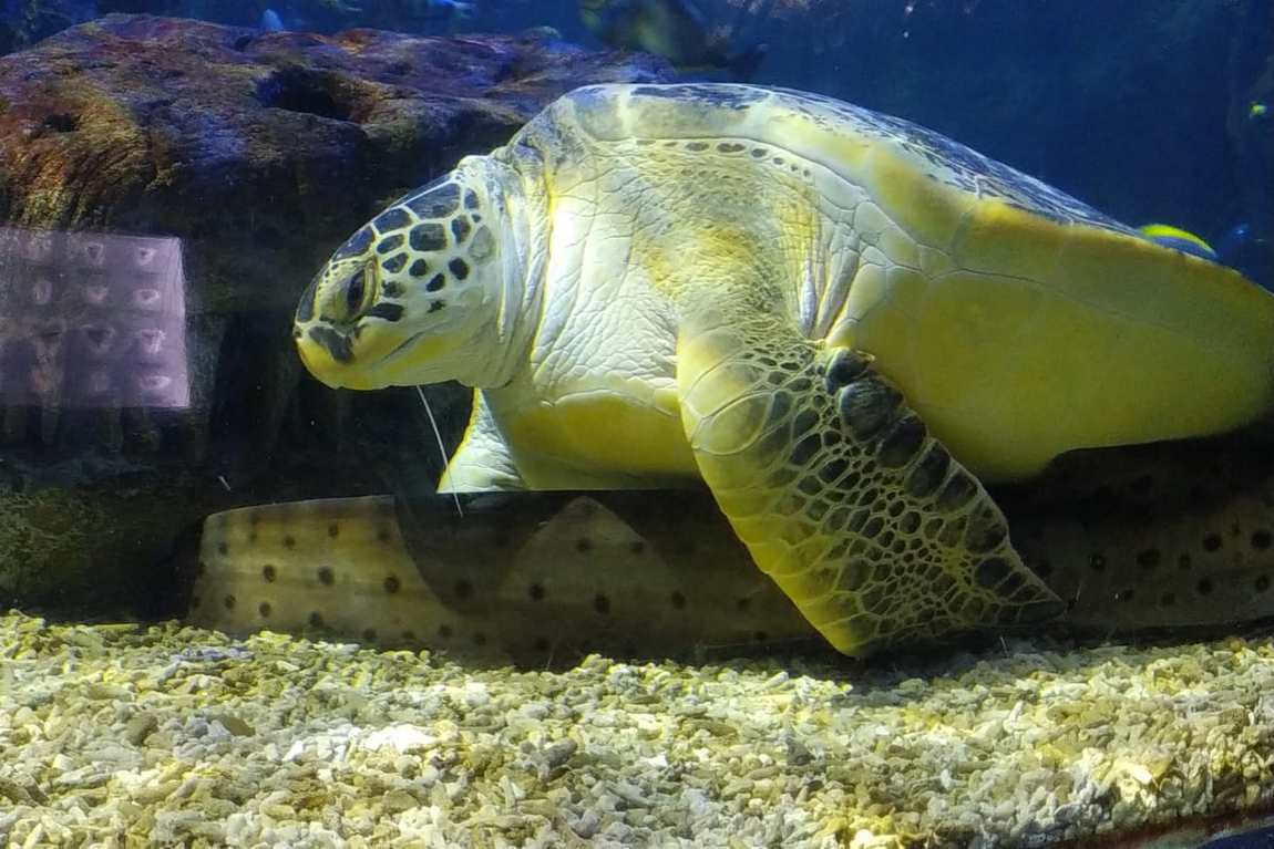 sea life benalmadena photo 3