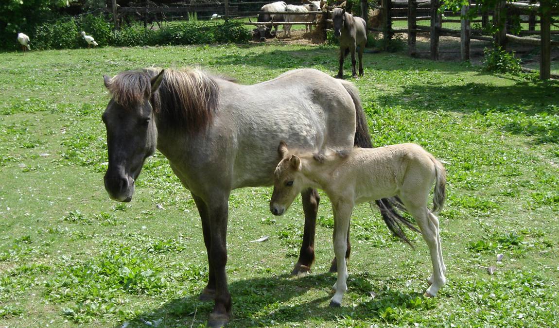 steppentierpark pamhagen photo 1