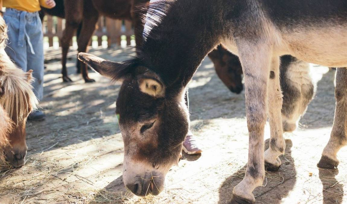 unterschwarzachhof mini farm photo 2