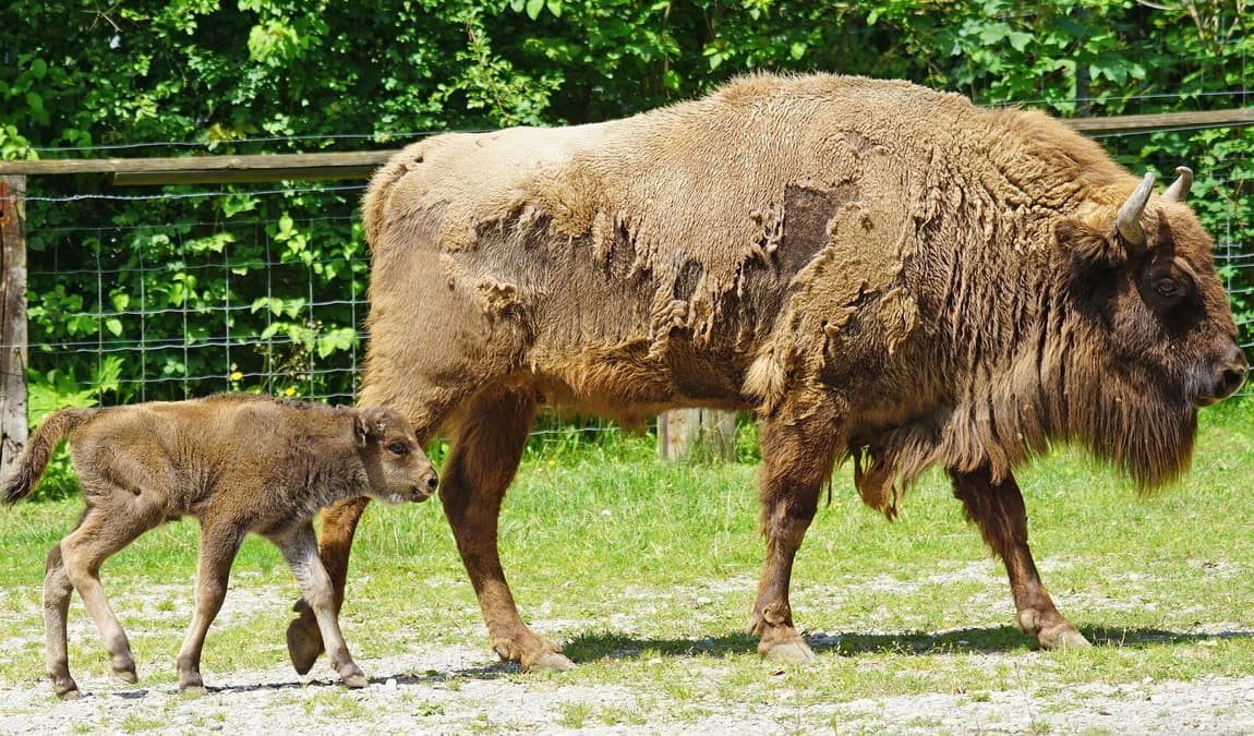 tiergehege hasseldieksdamm photo 2