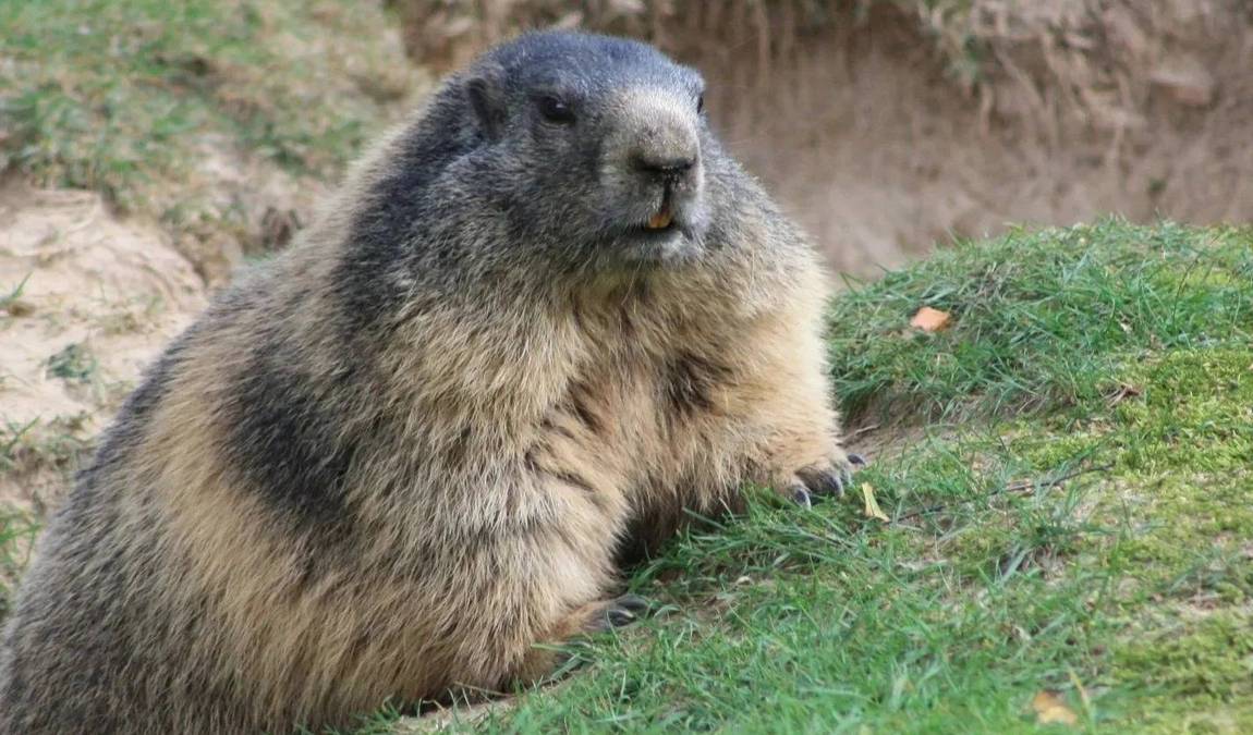 animal wild u. game park preding photo 4