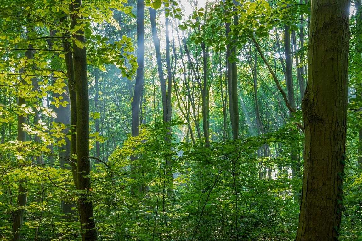 walton street park photo 3