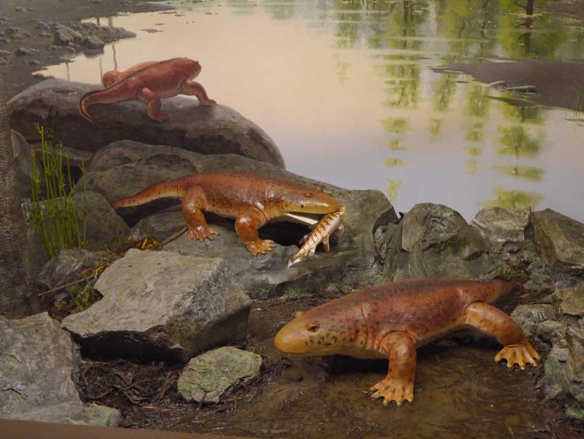 museum of man and nature photo 3