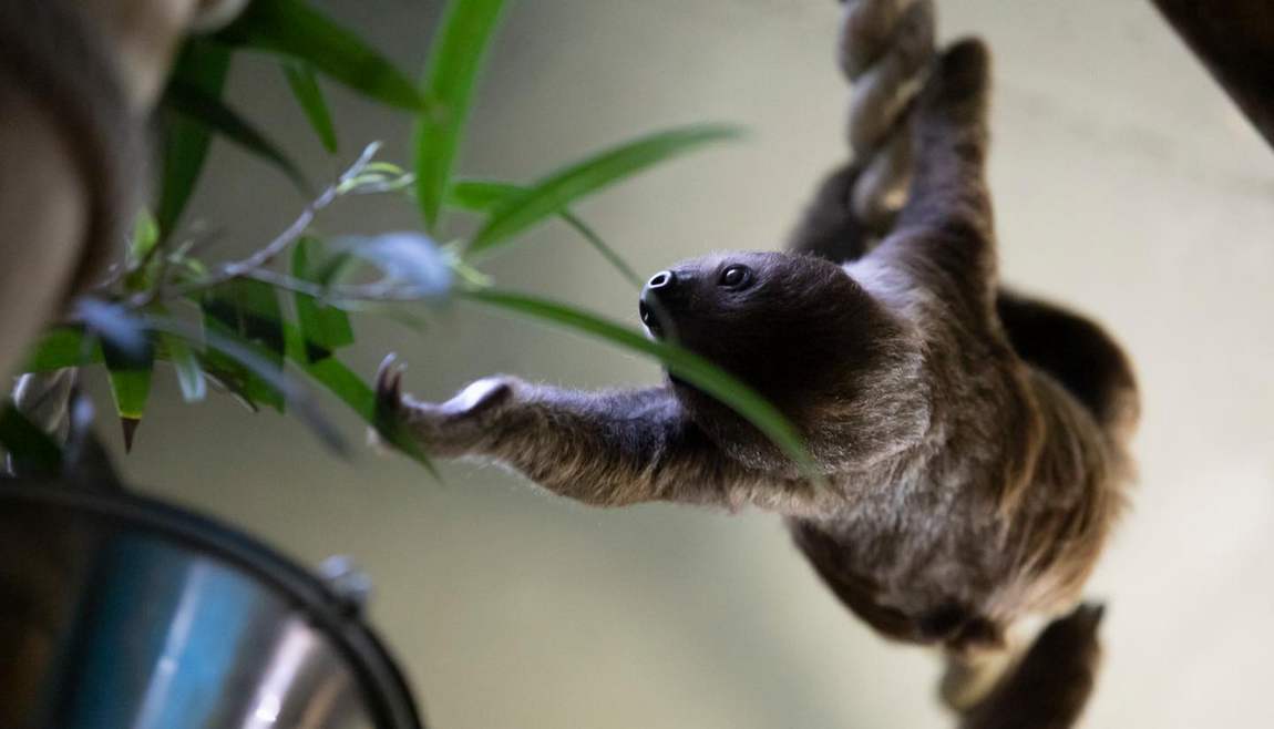 salzburg zoo photo 4