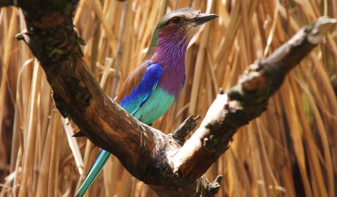 olching bird park photo 6