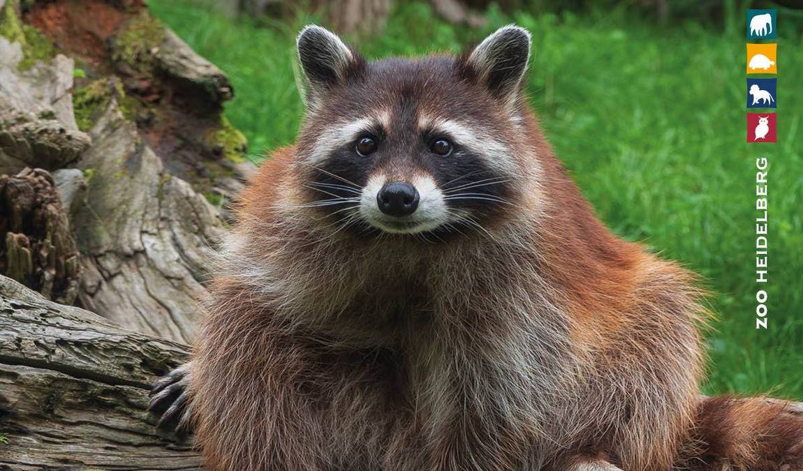 heidelberg zoo photo 8