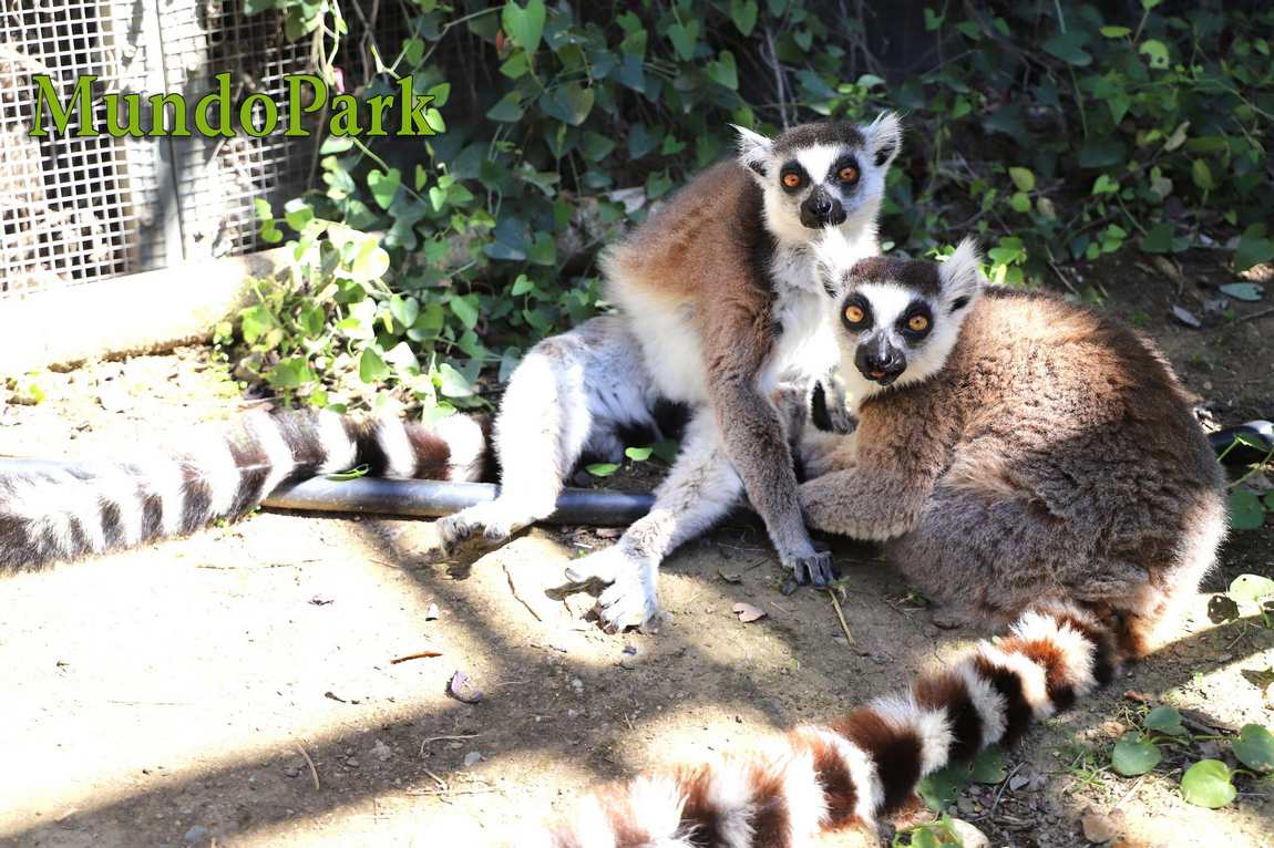 mundo park zoo photo 2