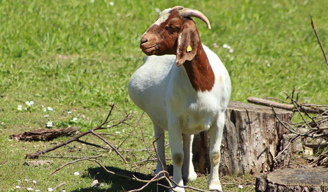 charlottenburg goat farm photo 4