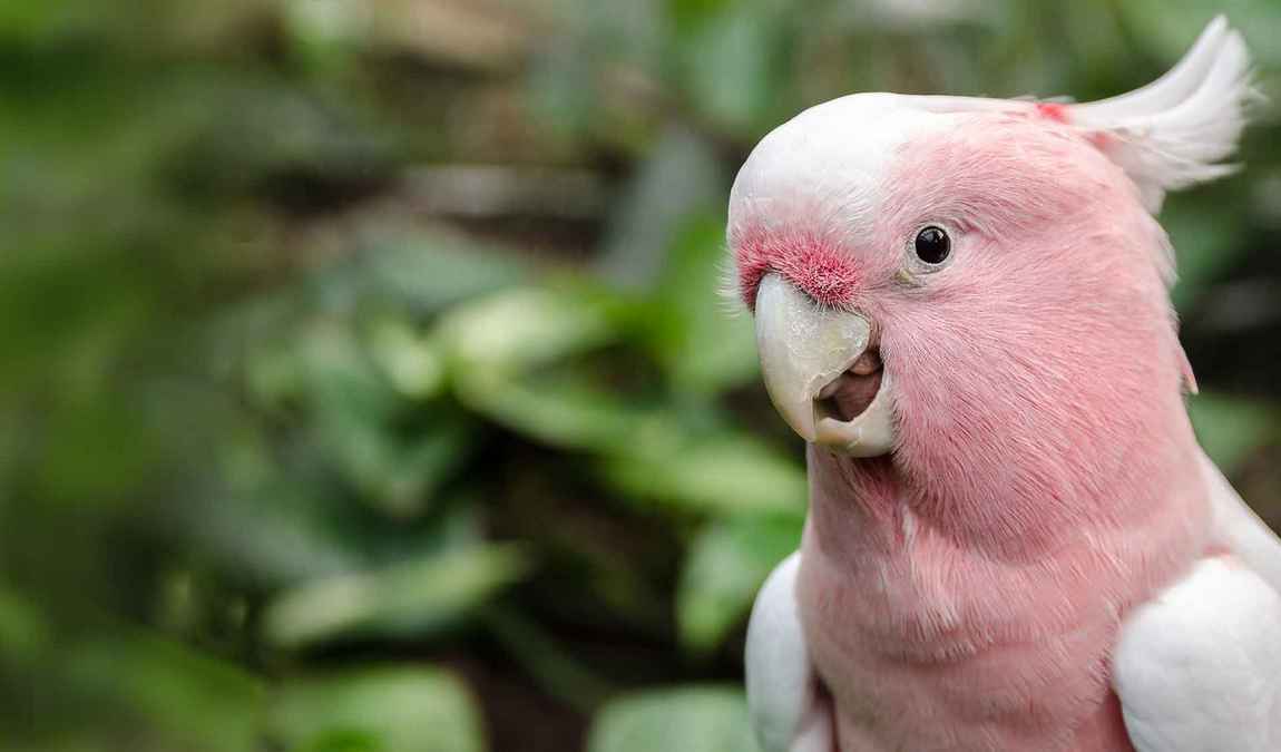 vogelburg weilrod photo 1