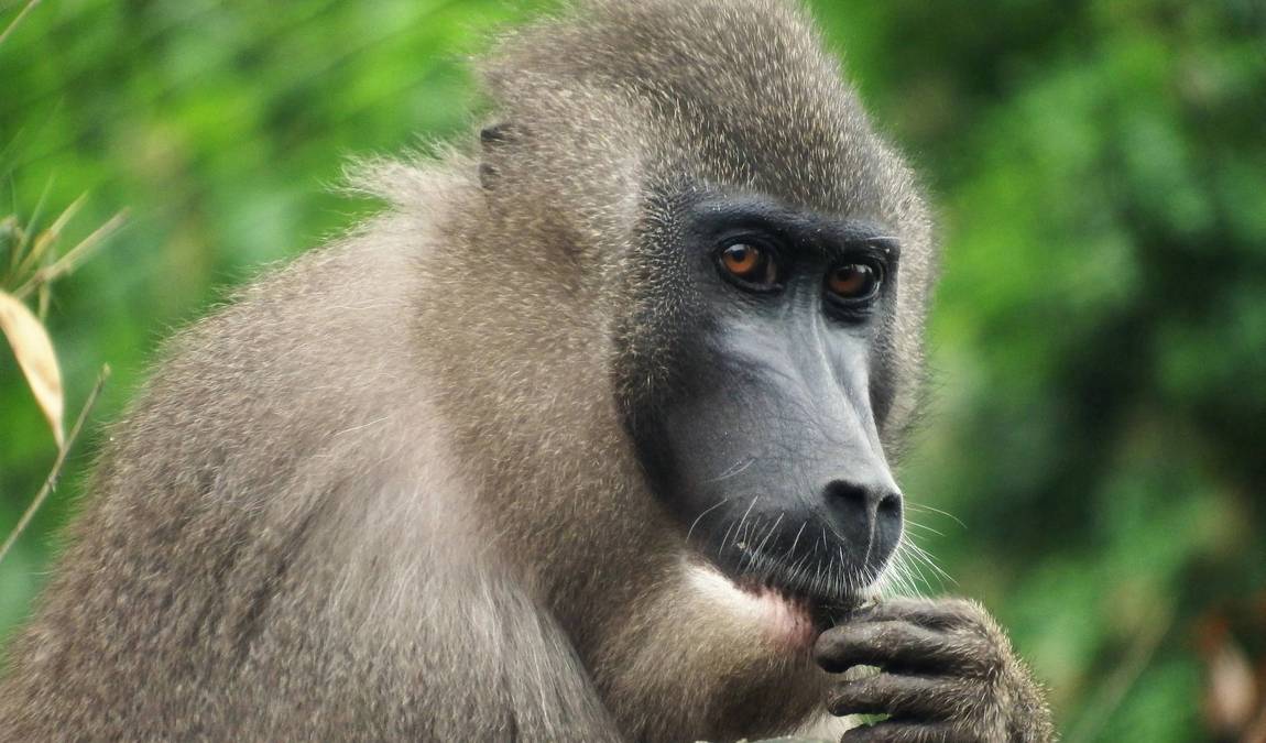 erlebnis zoo hannover photo 6