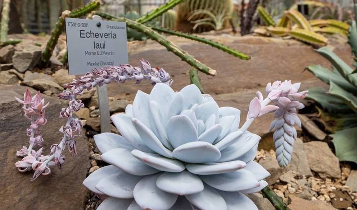 bonn botanical gardens photo 9