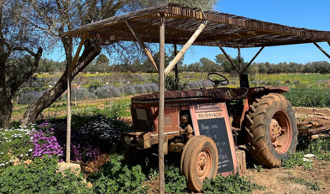 fresopolis mallorca photo 4