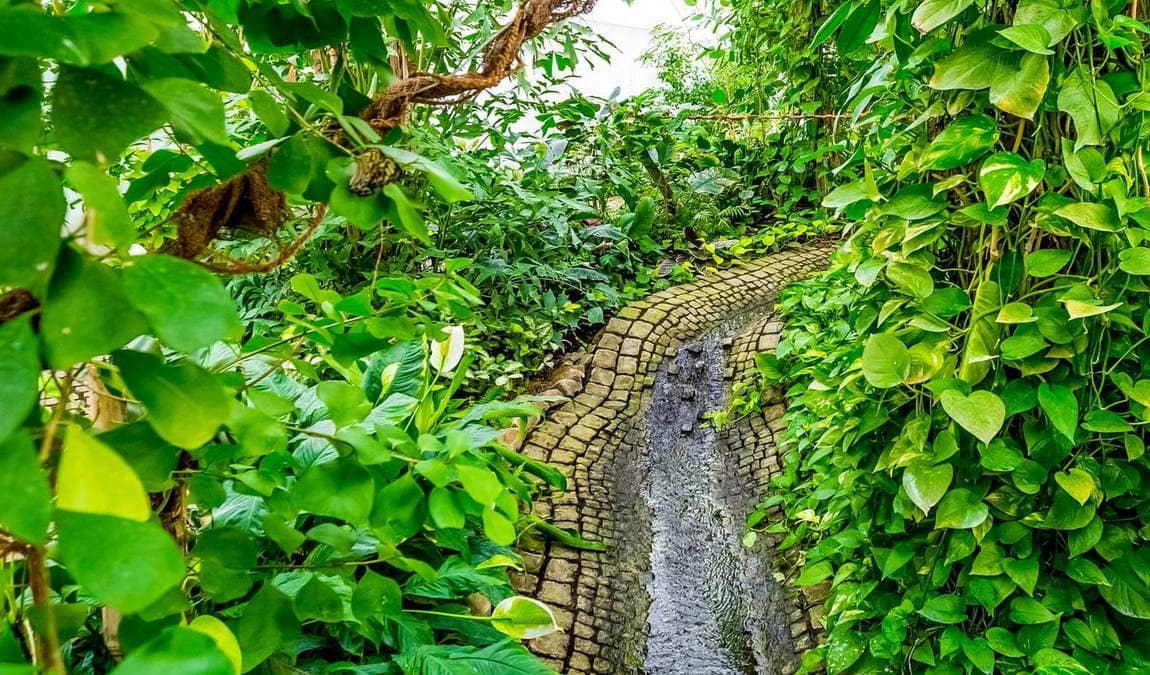 butterfly house in elbauenpark photo 7