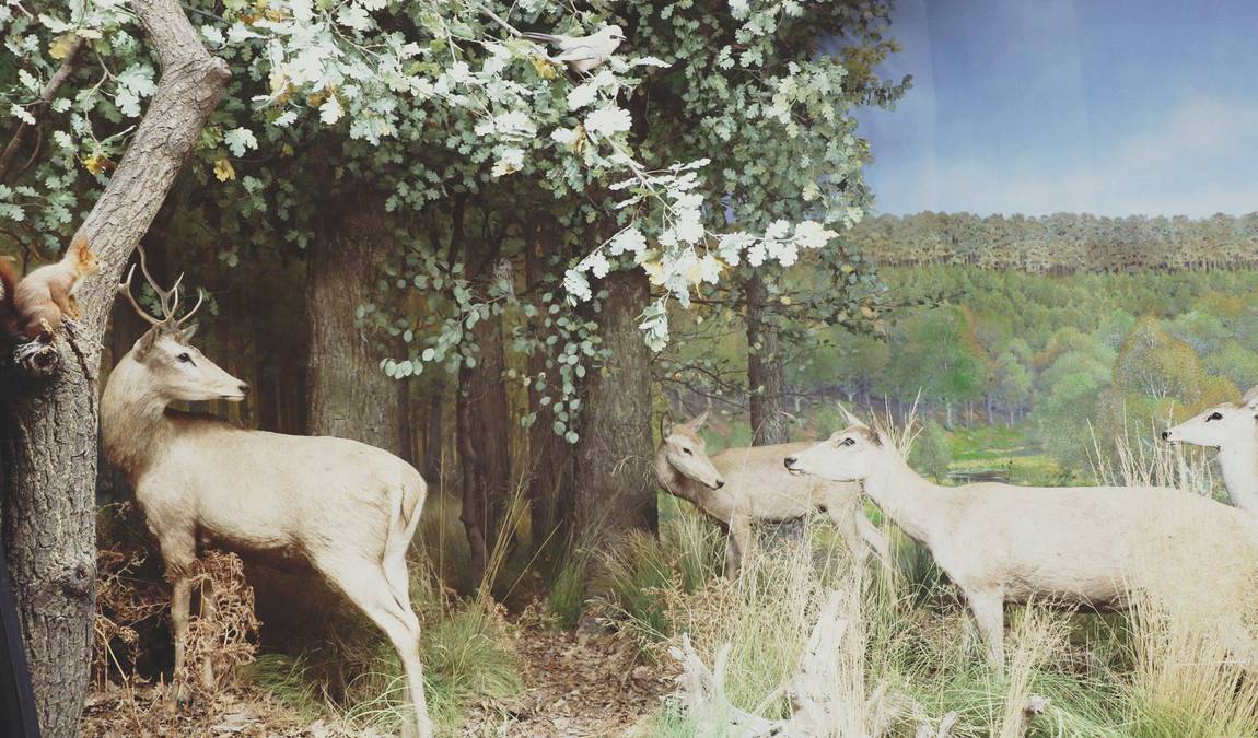 museum koenig photo 6