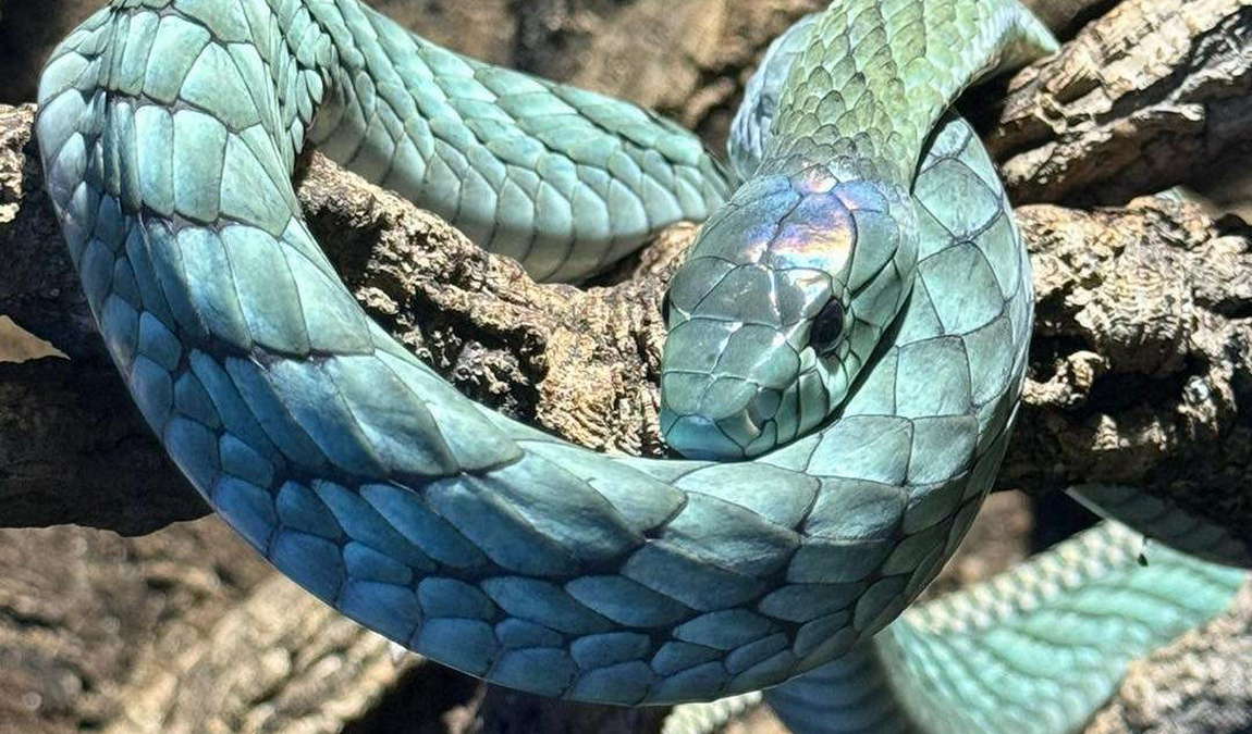 reptilien zoo forchtenstein photo 1