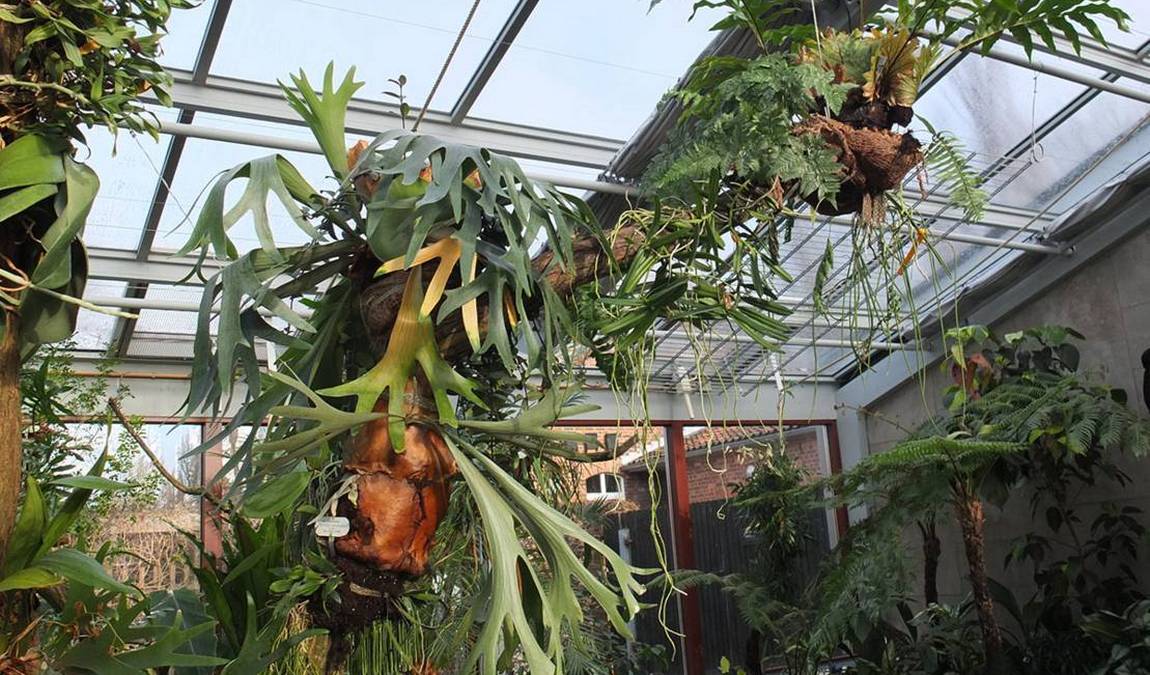 botanical garden berggarten photo 3