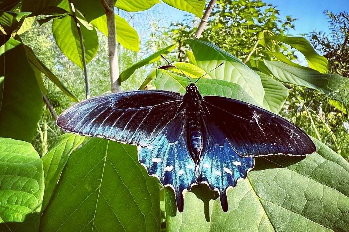 daniel stowe botanical garden photo 5