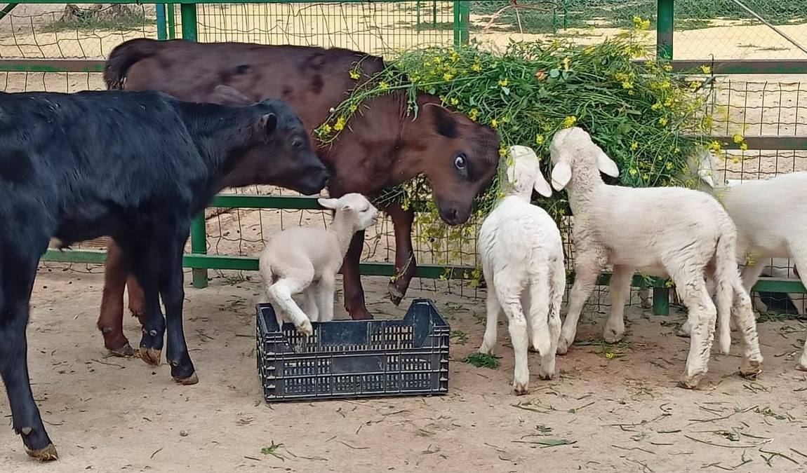 granja escuela cuna espartinas photo 5