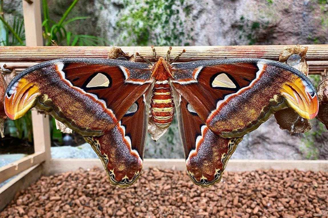 papilonia prague photo 5