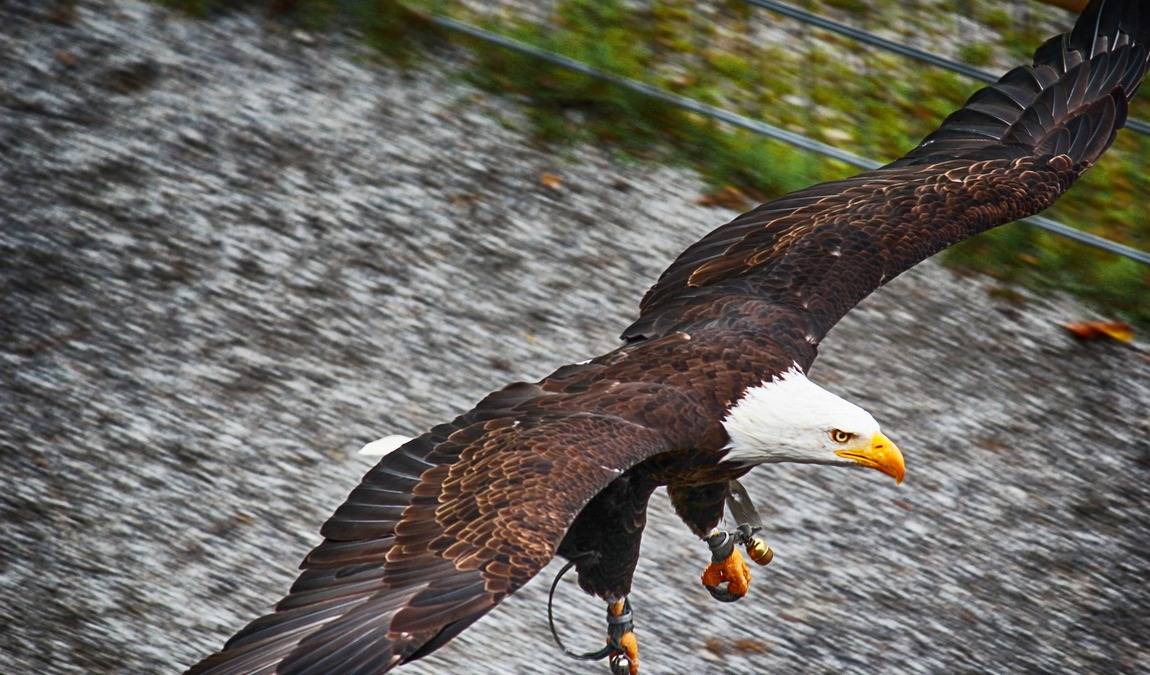 adlergehege obersalzberg photo 2